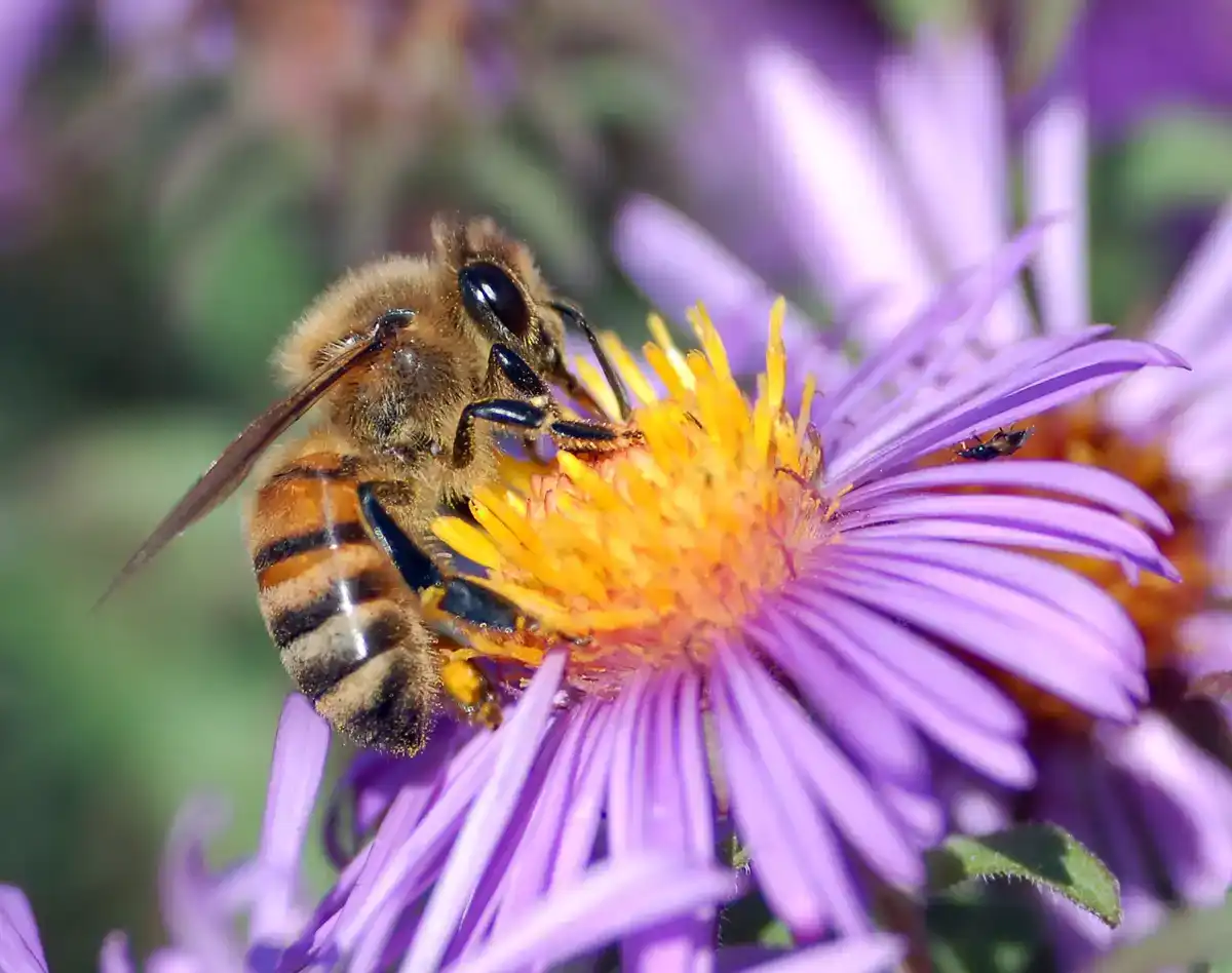Europäische Honigbiene (Apis mellifera) auf Asterblüte — Makro